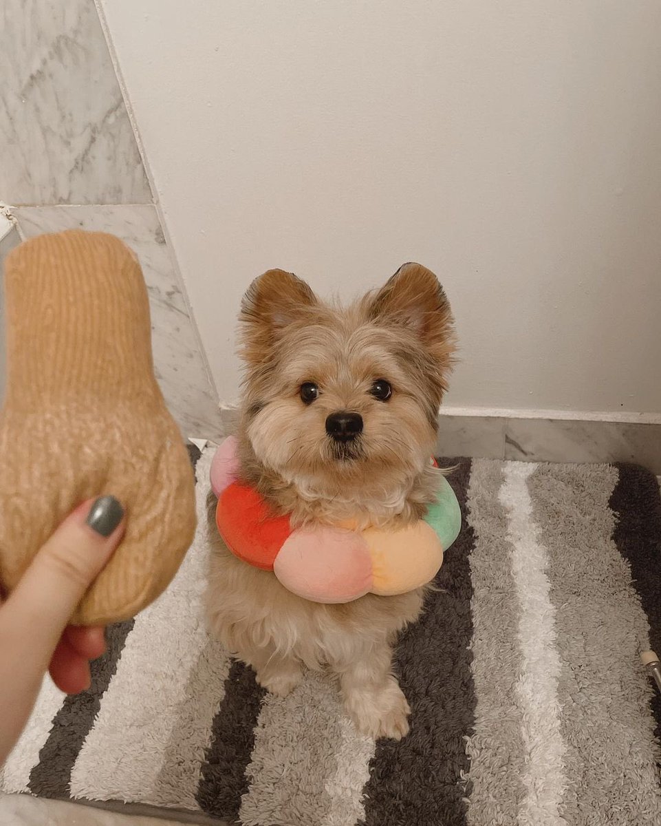 panqi92597447's tweet photo. Mom, are you crazy?#puppyface #yorkieboy #cuteboy #pomsky #pommix #pet #yorkie #yorkiepom #yorkiepuppy #yorkiepoo #yorkipom #yoranian #pomeranian #pommix #yorkshire #yorkiemix #nyctrain #porkie #dogtraining #pomeranian #puppy #puppylove #pup #puppies #puppylife https://t.co/XAEpBEh0Pv