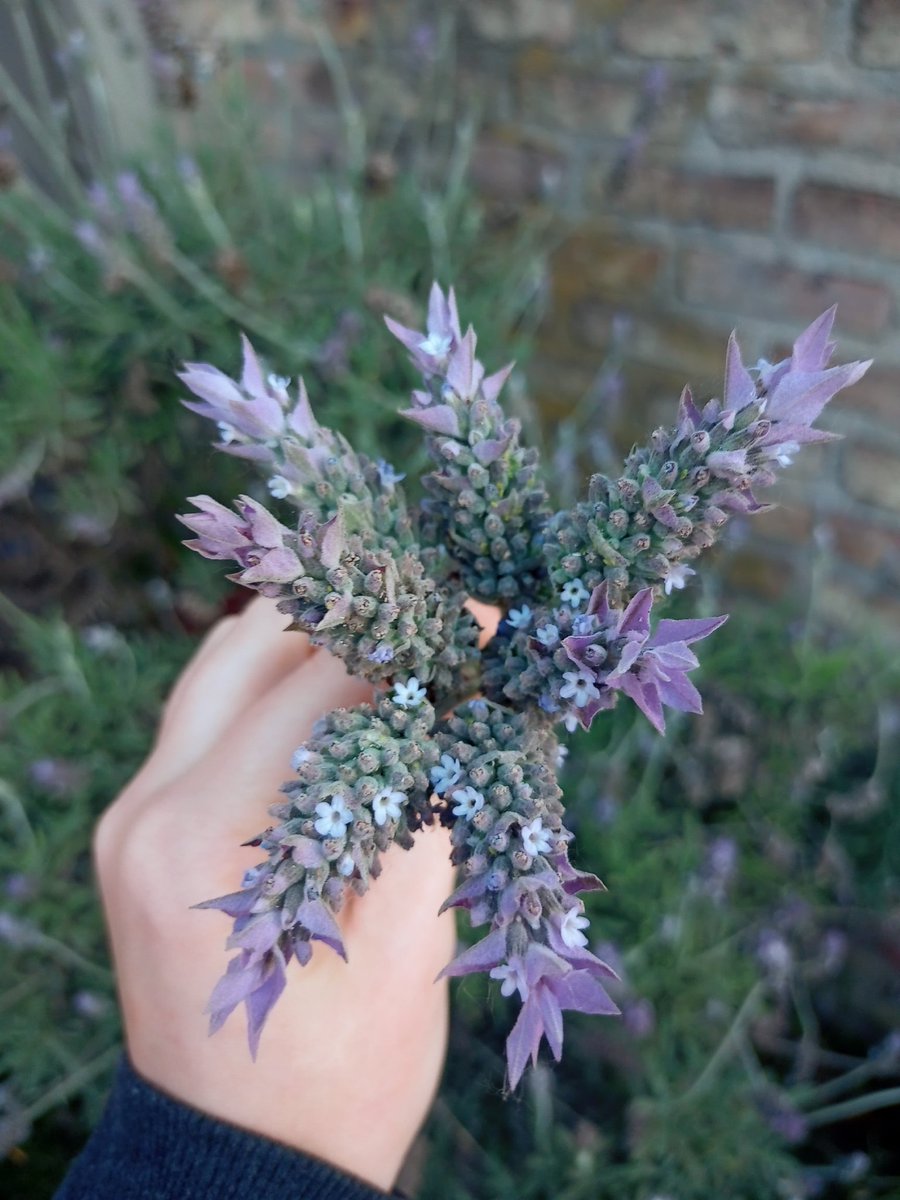 🌿💜 lavandamor
