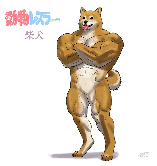 柴犬。#動物レスラー 