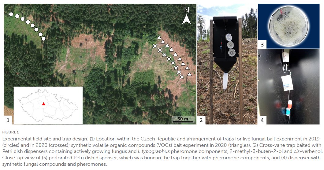 NEW ARTICLE: Ophiostomatoid fungi synergize attraction of the Eurasian spruce bark beetle, Ips typographus to its aggregation pheromone in field traps frontiersin.org/articles/10.33…