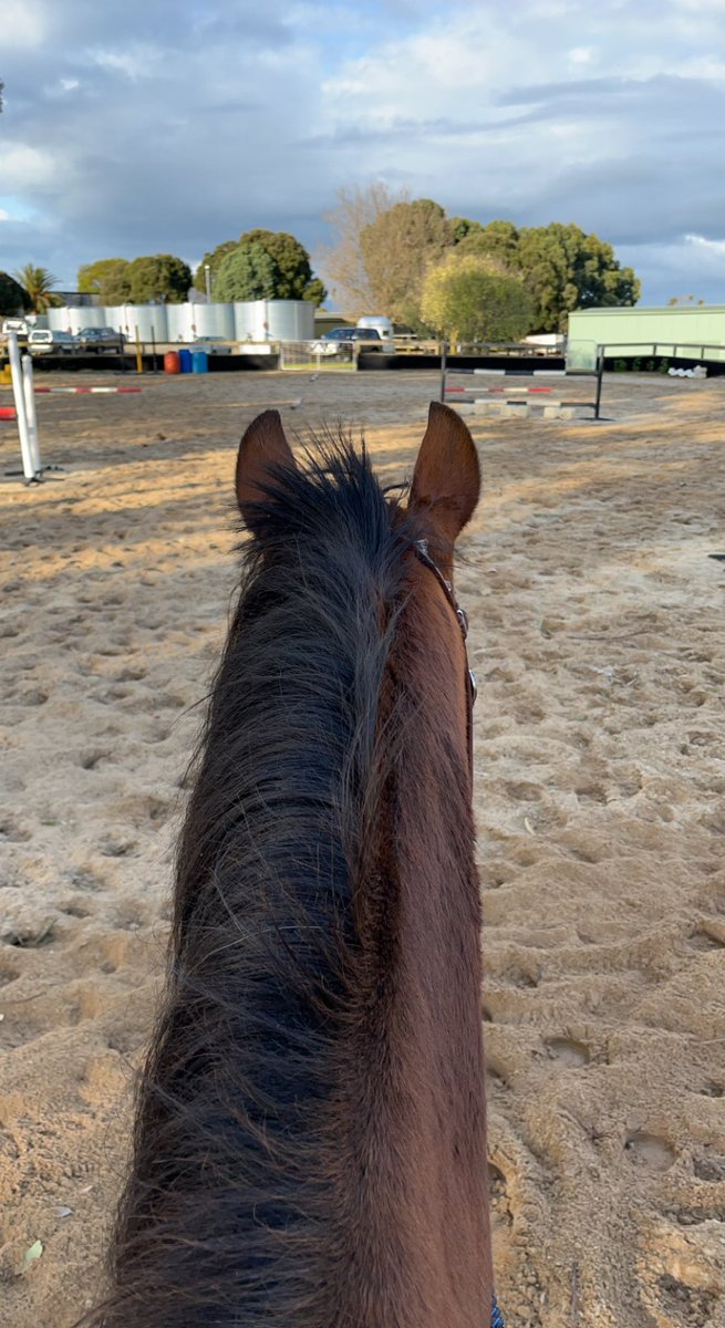 sami_pickering's tweet photo. Pretty boy did well on his first ride back at uni ๐ฅฐ
#quarterhorse #reining #western #aqha #reddun #bay #horses #equestrian #barrelracing #australian #qh #reddunqh #bayqh #zipslasttango #spwestern #firstrevolution https://t.co/wumVuaaOZi