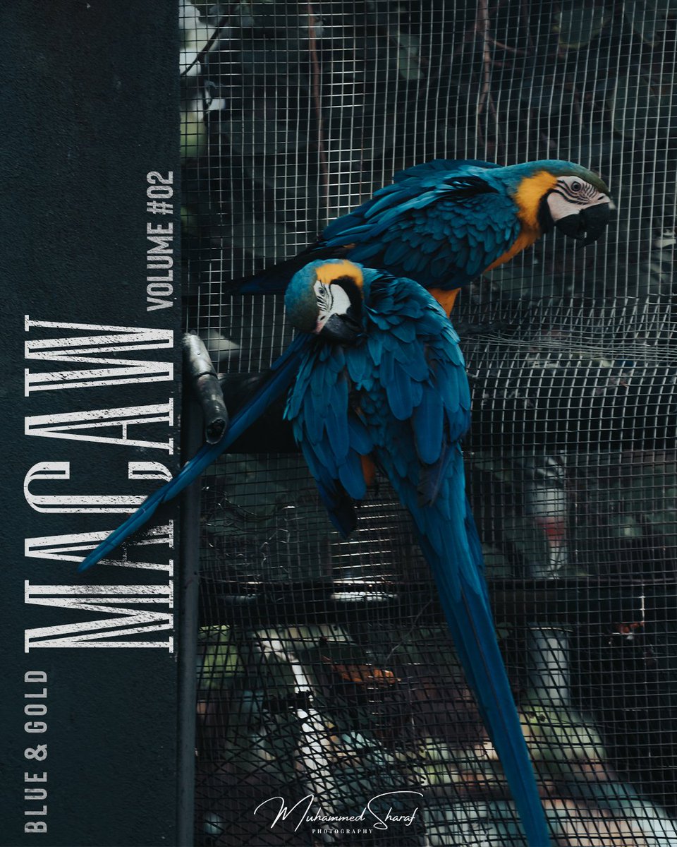 shotzbysharaf's tweet photo. Would love to capture more of these beautiful moments of Blue &amp; Gold Macaws in their natural habitats. (1/2)
#blueandgoldmacaw

Nikon D3500 with Nikkor AF-S 70-300 f4.5-5.6G

#macaw #macawsofinstagram #macaws #parrots #parrotsofinstagram https://t.co/QISokeXsvd