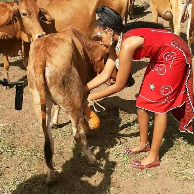 If it's trying to be a Maasai, stop milking Male Heifer it doesn't have a tit's *nonsense*