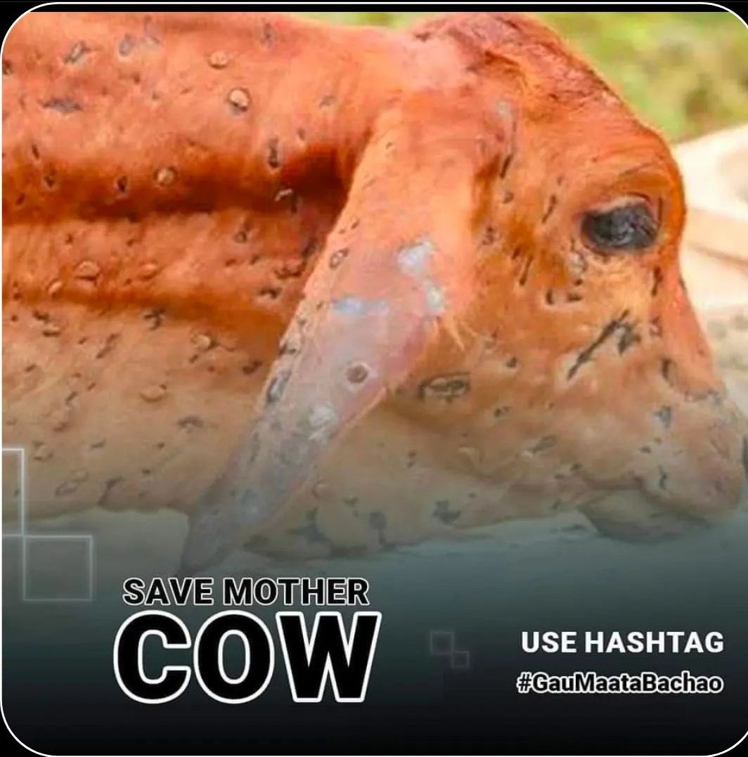 Marwadi99's tweet image. Save the cows 🙏
#GauMataBachao