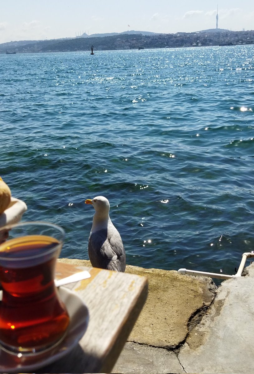 hsnylvc's tweet photo. "Küle döndüysen, bir çay demle 
yeniden güle dönmeyi bekle.
 Ve geçmişte kaç kere küle dönüştüğünü değil, kaç kere yeniden küllerin arasından doğrulup yeni bir gül olduğunu hatırla!"...... https://t.co/O8bQUik2qK