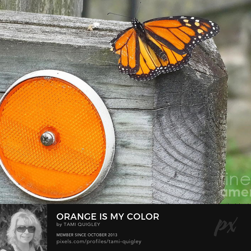 tamitrailscapes's tweet photo. Orange Is My Color https://t.co/aQrBy24xCw #artistsoninstagram #artforsale #onlineshop #Monarch #MonarchButterfly #butterflies #orange #summer2022 #PASummerDays #visitpa #LehighValley #NorthamptonPa #giftidea #wallart #homedecor #officedecor #artprint #metalprint #canvasprints https://t.co/Lfx1O0Ujtb