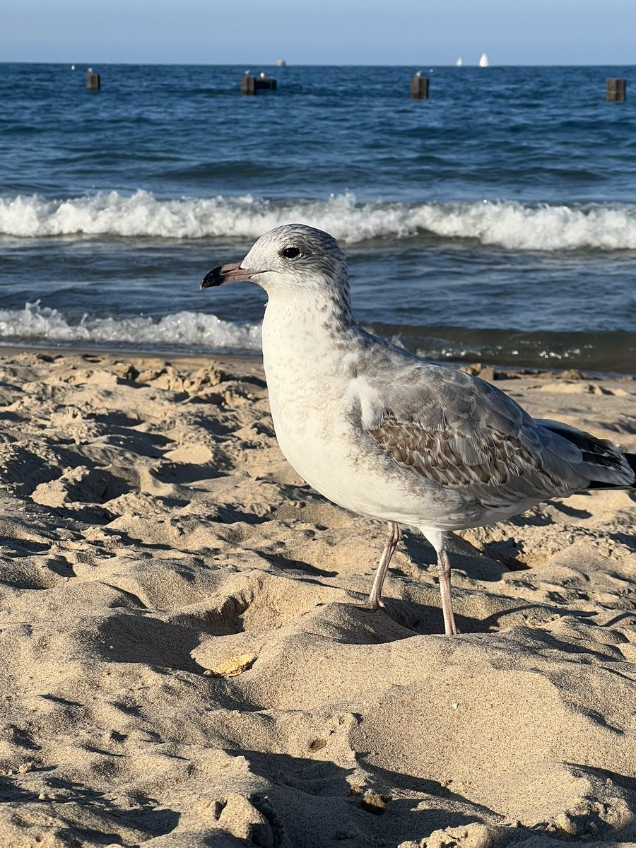 nerb_24R's tweet photo. Después de haberme robado toda la verdura de mi hamburguesa, se quedó a que le tomara una foto #posuda #gaviota #playa #buscandoelamor https://t.co/0V6xatdlfL
