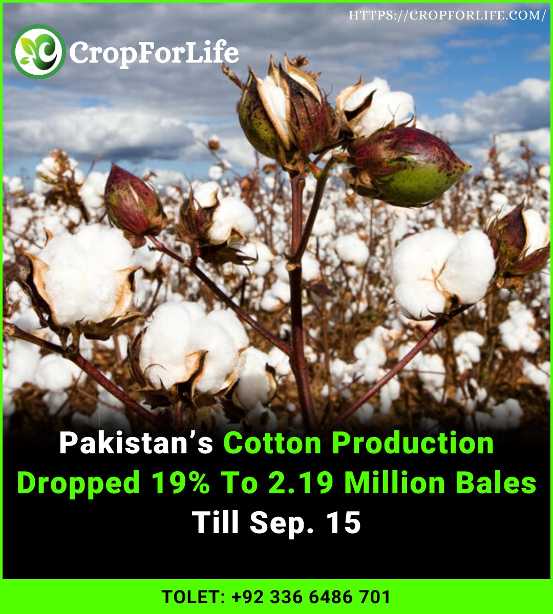 cultivation_ag's tweet photo. Pakistan’s cotton production has shrunk 19% to 2.19 million bales till September 15, 2022 in the current season mainly due to the devastation caused by heavy rainfall and flash floods nationwide.
#cropforlife #cotton #pakistan Aima Baig Mr X
#ٹرانسجینڈر_بل_نامنظور https://t.co/FoHViViP6c