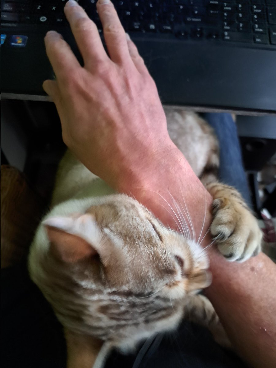 While my colleague is happy to share a workspace with me, she's *not* prepared to tolerate me trying to get any actual work done!... 🙂🙃🐱 #AcademicsWithCats