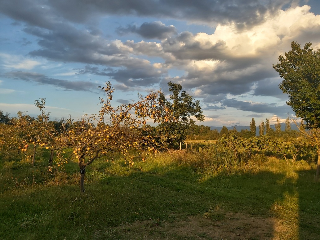 Des nouvelles du projet Réensauvager la ferme reensauvagerlaferme.fr

Que s'est-il passé septembre sur la ferme du Grand Laval (26) ?
👉 Thread illustré à dérouler
1/21