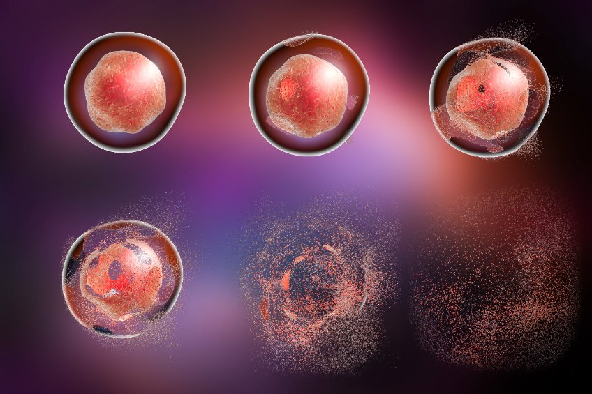 ScienceCQFD's tweet photo. [RDV 16h !] #Apoptose : comment fonctionne ce processus ? Dans quelle mesure la découverte de ce phénomène a-t-elle ouvert des voies dans la recherche ? https://t.co/HtNsygEXDB avec @MagaliSuzanne et Olivier Meurette https://t.co/wDpLxrjCuA