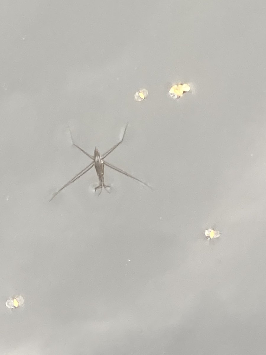 It giet oan!!!!!!! #schaatsenrijders zijn er klaar voor! In poeltje #vandixhoorndriehoek <a href="/ZHLandschap/">Zuid-Hollands Landschap</a> #regiokuststreek. Mooi voor oa de Friezen onder ons! <a href="/ItFryskeGea/">It Fryske Gea</a>