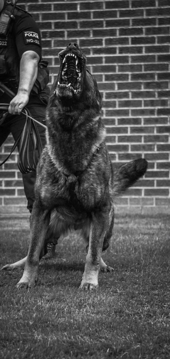 northantsdogs's tweet photo. A few days ago a wanted male left an address whilst also under the influence of drugs. PD Olly tracked from the last point of sight and located the male attempting to hide under a trampoline! https://t.co/Mj1VFKPypD