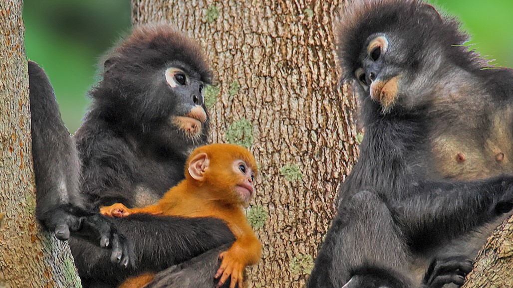 🐵📢JOB! <a href="/nyuprimatology/">NYU Primatology</a> and I are hiring a 30-month postdoc to investigate the form and function of primate natal colouration, funded by NSF &amp; BBSRC. 

Apply by Oct 16th. Informal enquiries welcome. Please RT! #colsci #evolution #primatology  swansea.ac.uk/jobs-at-swanse…