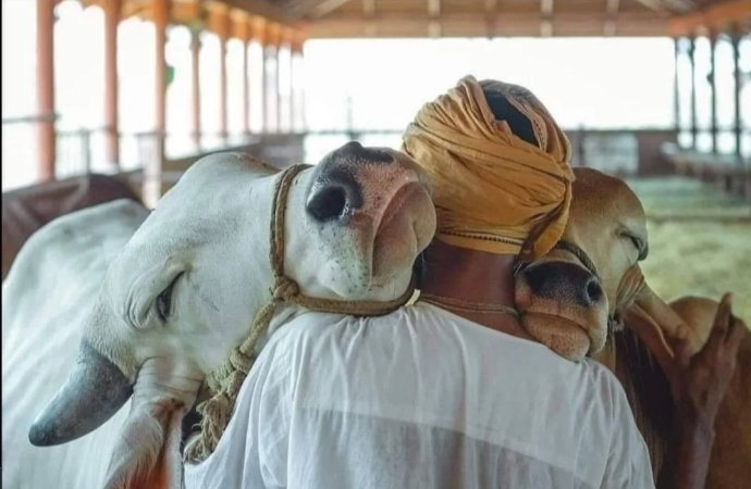 Rahuldhakad22's tweet photo. It's soo disheartening to see our gaumaata like this in our country 💔😔
Everyone is requested to their best efforts to save cow and help, if anyone found them suffering from such disease 🙏
It's our responsibility to save our cows
#GauMataBachao @PMOIndia https://t.co/xieiC85PIO
