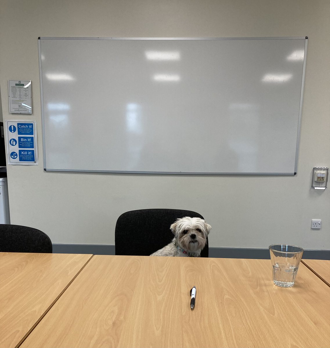 Conducting interviews today at <a href="/GrangeSchool1/">Grange School</a> with <a href="/ProspereEstates/">Prospere Learning Trust Estates Team</a> very excited about our next candidate…🐶 #cookie #schooldog #teammate