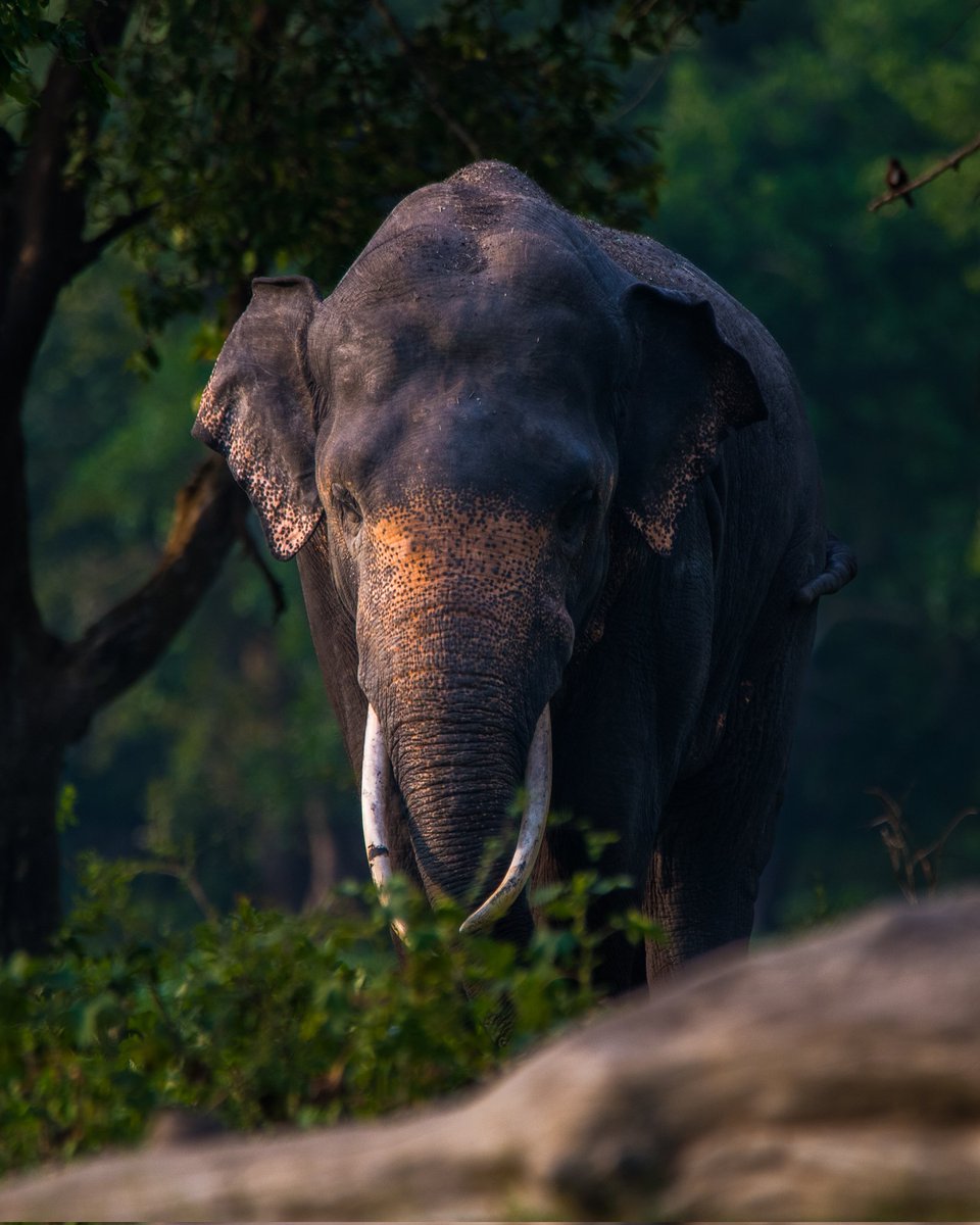 ThilinaKalu's tweet photo. Sri Lankan Wild Elephant 🇱🇰 

#CameraLK #SonyAlpha https://t.co/Yem8HS3UvG
