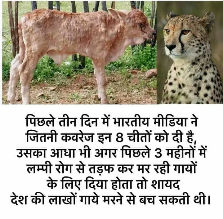 Flash42012's tweet photo. #गाय_बचाओ_गहलोत_सरकार 
#Lampivirus https://t.co/4hX7sYcleK