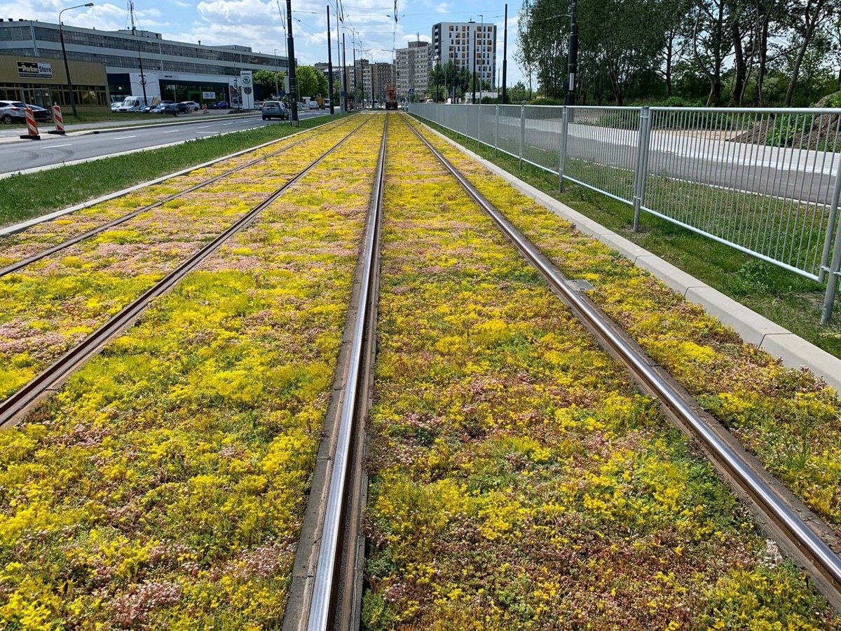 SempergreenESP's tweet photo. Sempergreen Group ya ha instalado más de 40.000 m² de vías verdes para tranvías en el mundo.Añadir plantas rastreras en infraestructuras como los tranvías da enormes beneficios, como disminuir la temperatura en las ciudades y reducir la contaminación aérea y acústica.#ciudadverde https://t.co/PkyYAAxLZI