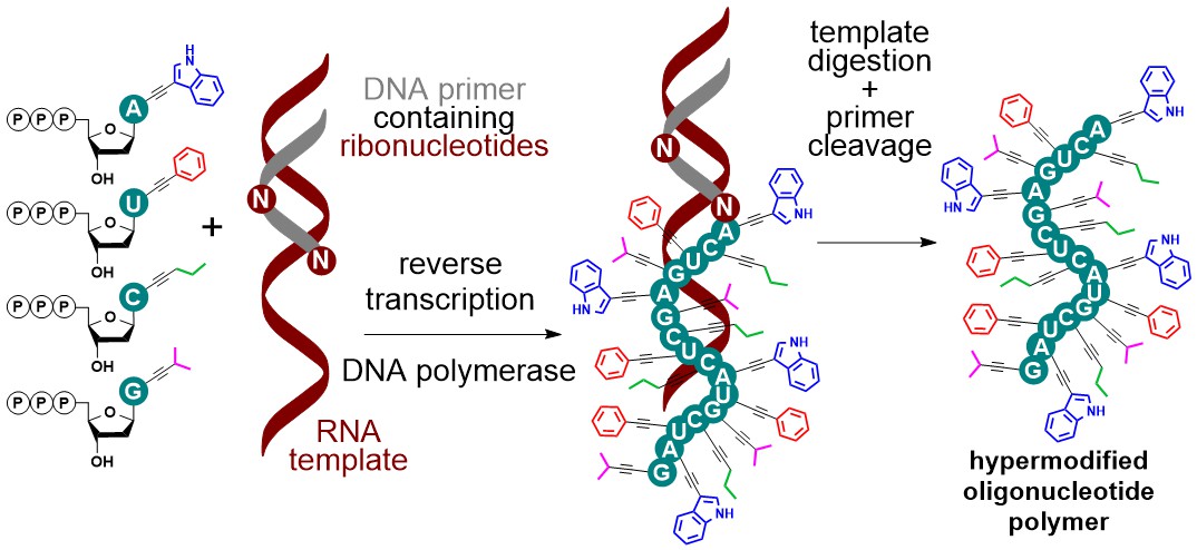 hocekm's tweet photo. Our new paper on traceless enzymatic synthesis of hypermodified functionalized DNA polymers from RNA templates using DNA polymerases: https://t.co/oaFKHj0pKQ  @IOCBPrague @CzechAcademy @science_charles https://t.co/PLMx5akyOr