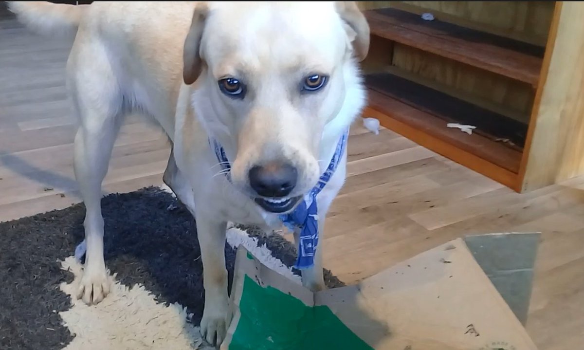 Butters_diary's tweet photo. I don't know what this look was, but the box was successfully trashed https://t.co/JJaJtSIN3E