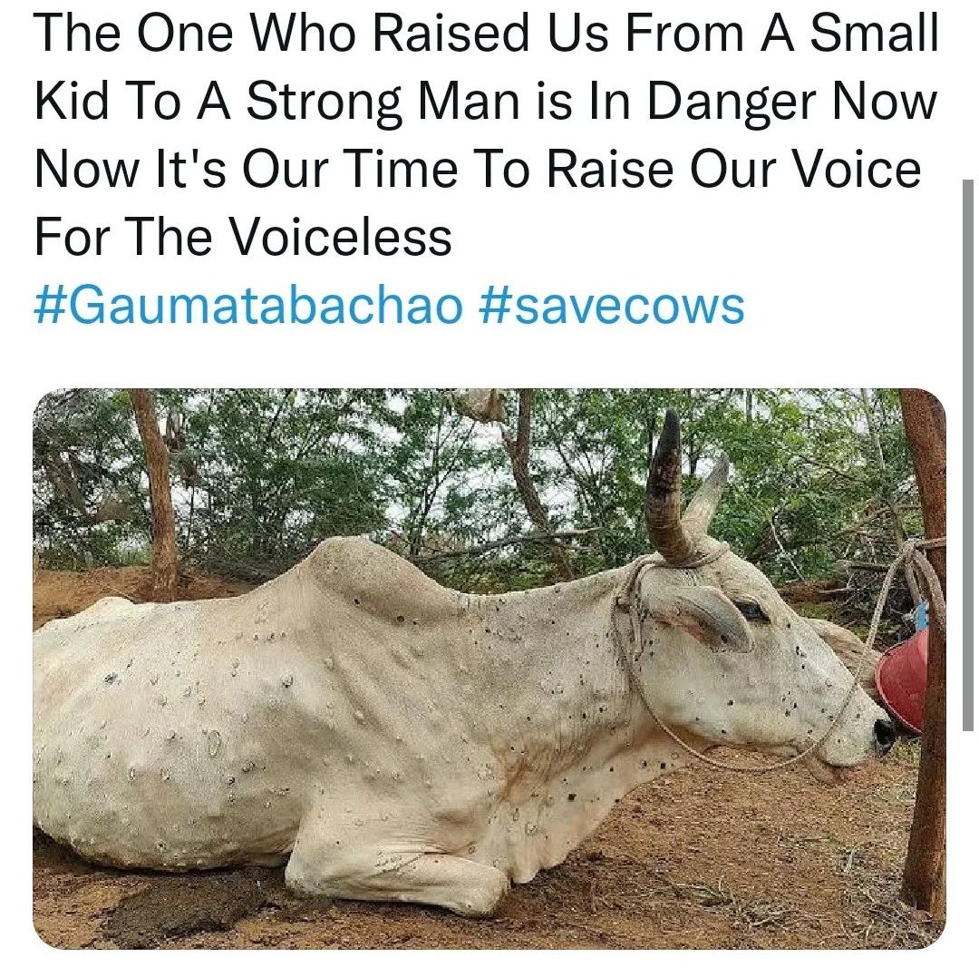 nitikjain7's tweet photo. Praying for the end of #LumpyVirus 💔#SaveCow https://t.co/QS0m1Is3BK
