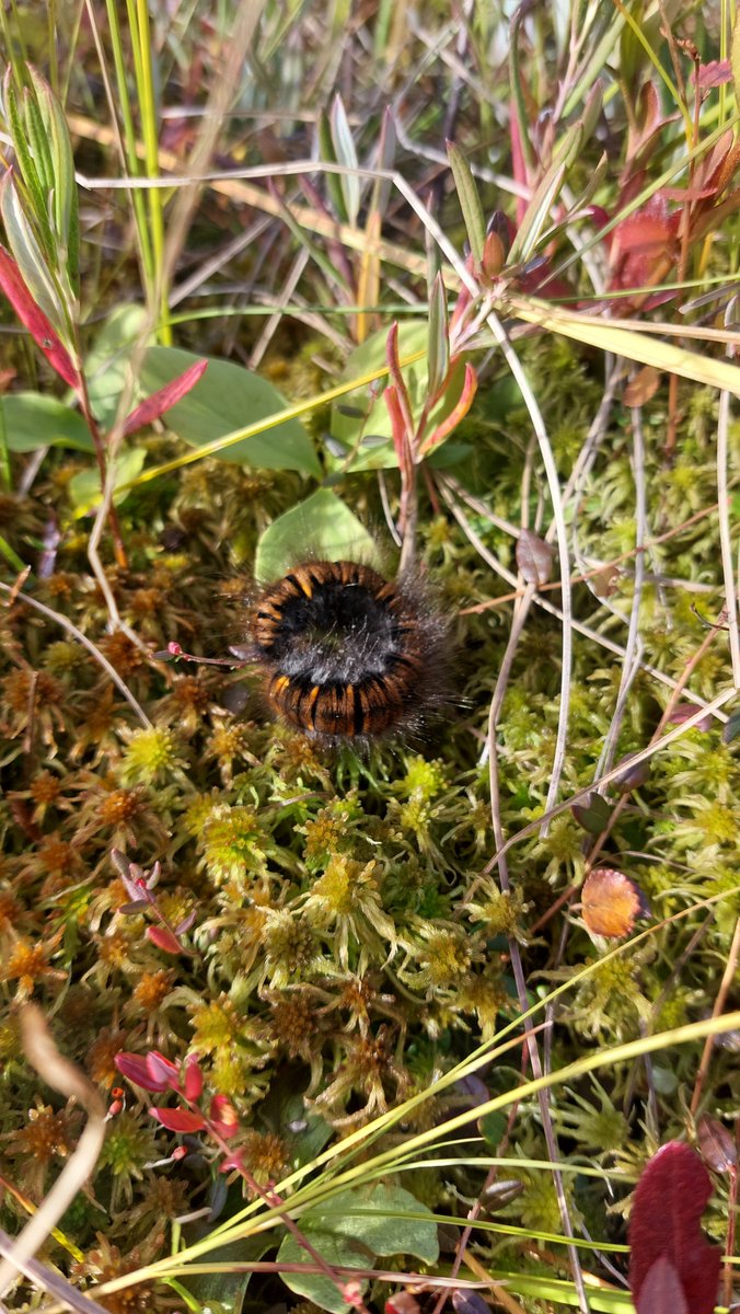 riinahautala's tweet photo. Syksy on tarjonnut kivoja mahdollisuuksia metsäviestijälle jalkautua tekemään viestintää sinne itseensä, eli metsään 🌲🍂 Tapion metsäntuntijaporukalla olemme suunnanneet mm. Ouluun, Pudasjärvelle ja Karjaalle #Etämaasto-, #TurVI- ja #Sorkka-hankkeiden tiimoilta. #viestintä https://t.co/fQBtKj4HhD