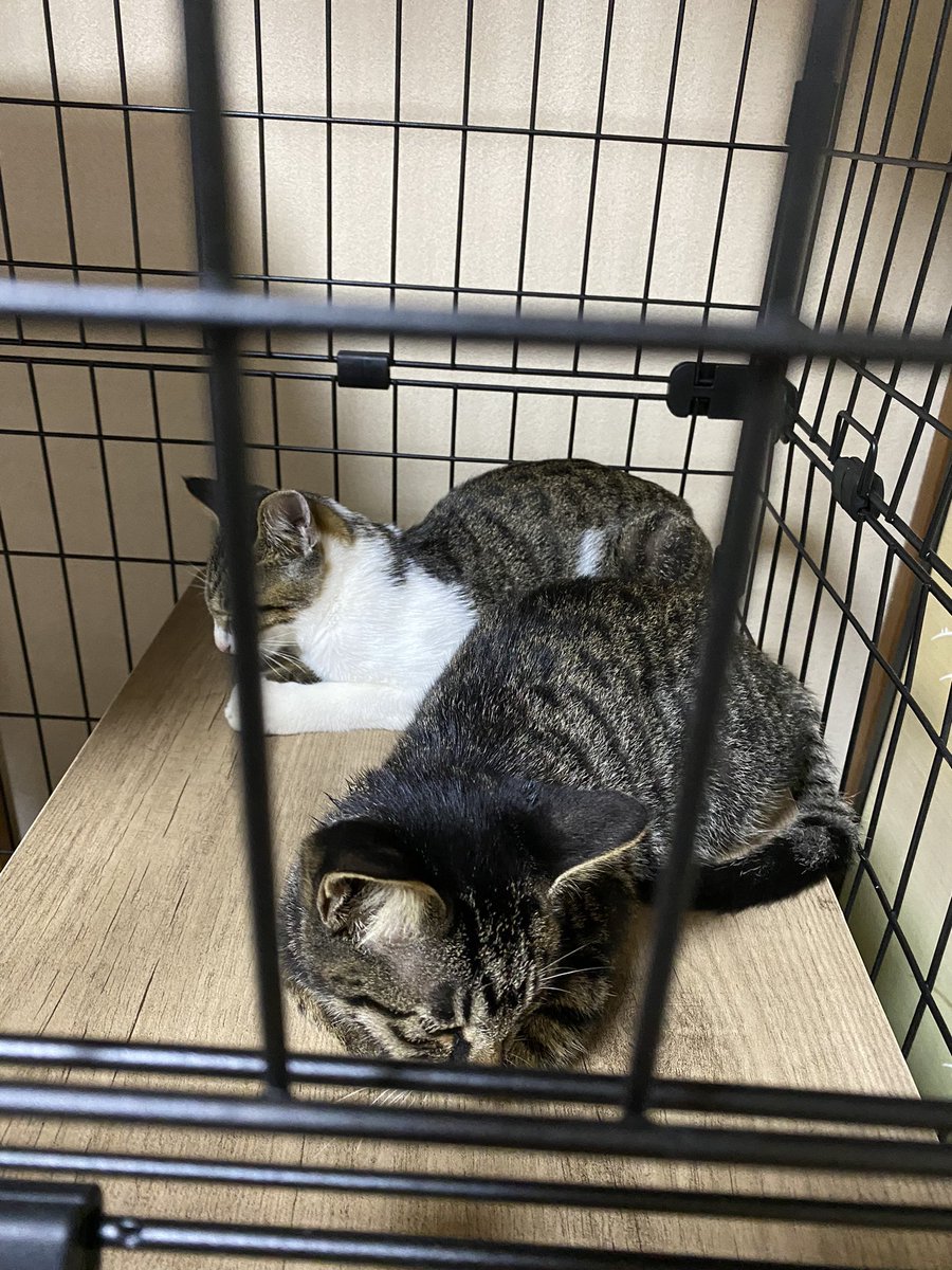 我が家に猫2匹が仲間入りしました
手前モカ、奥ラテ
よろしくね！