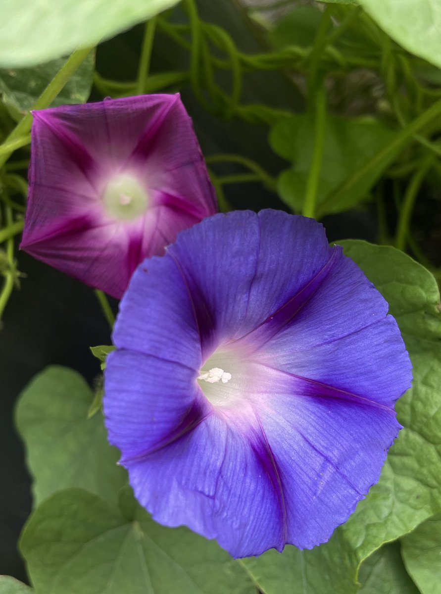 CRC CDETB Raheny (@crc_cdetb) on Twitter photo They’ve been peeking for a while but now our late summer flowers are in bloom
Perfect nurturing by our Planting & Potting learners
<a href="/CityofDublinETB/">City of Dublin ETB</a> <a href="/island_mud/">MudIsland</a> <a href="/CommunityGrdns/">Community Gardens Ireland</a> <a href="/IrishSeedSavers/">Irish Seed Savers</a> <a href="/AnTaisce/">An Taisce</a> #environment <a href="/Sphere17RYS/">Sphere 17</a> <a href="/NatureRTE/">Mooney Goes Wild</a> <a href="/Nature/">nature</a> #Autumn <a href="/SimonHarrisTD/">Simon Harris TD</a> They’ve been peeking for a while but now our late summer flowers are in bloom
Perfect nurturing by our Planting & Potting learners
<a href="/CityofDublinETB/">City of Dublin ETB</a> <a href="/island_mud/">MudIsland</a> <a href="/CommunityGrdns/">Community Gardens Ireland</a> <a href="/IrishSeedSavers/">Irish Seed Savers</a> <a href="/AnTaisce/">An Taisce</a> #environment <a href="/Sphere17RYS/">Sphere 17</a> <a href="/NatureRTE/">Mooney Goes Wild</a> <a href="/Nature/">nature</a> #Autumn <a href="/SimonHarrisTD/">Simon Harris TD</a>