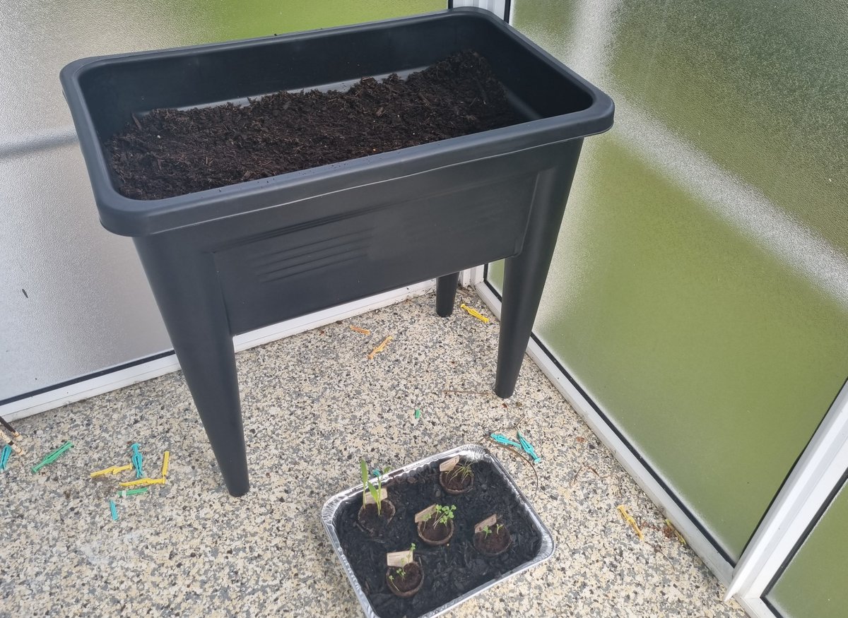 katzemccarthy's tweet photo. #updates on my #newworld #littlegarden from the last few days. I've now got a permanent option for the balcony so now to plant them out. #borage #carrot #rocket #popcorn #pakchoi #redcabbage #cauliflower #broccoli #sweetcorn #chives #silverbeet #katmccarthy #katzemccarthy https://t.co/YsJ1wxRvvV