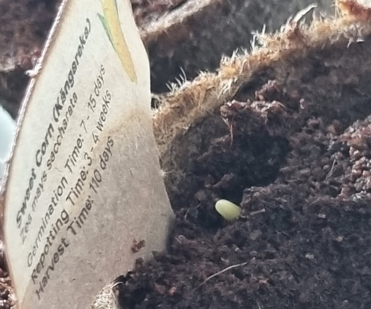 katzemccarthy's tweet photo. #updates on my #newworld #littlegarden from the last few days. I've now got a permanent option for the balcony so now to plant them out. #borage #carrot #rocket #popcorn #pakchoi #redcabbage #cauliflower #broccoli #sweetcorn #chives #silverbeet #katmccarthy #katzemccarthy https://t.co/YsJ1wxRvvV