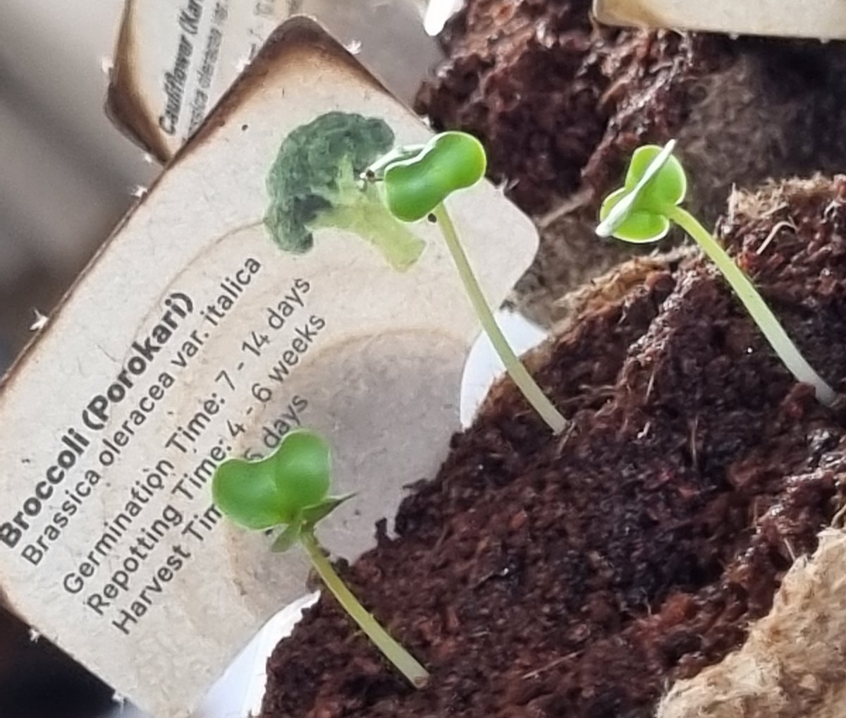 katzemccarthy's tweet photo. #updates on my #newworld #littlegarden from the last few days. I've now got a permanent option for the balcony so now to plant them out. #borage #carrot #rocket #popcorn #pakchoi #redcabbage #cauliflower #broccoli #sweetcorn #chives #silverbeet #katmccarthy #katzemccarthy https://t.co/YsJ1wxRvvV
