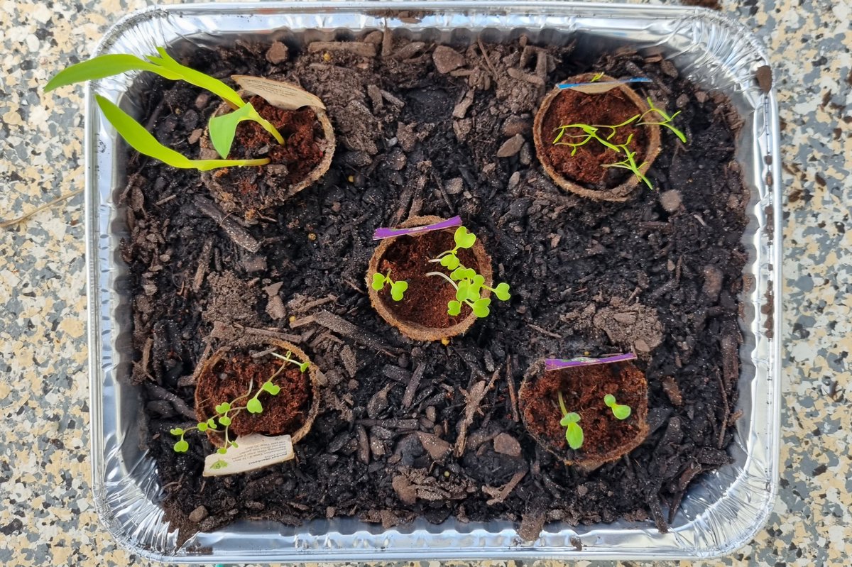 katzemccarthy's tweet photo. #updates on my #newworld #littlegarden from the last few days. I've now got a permanent option for the balcony so now to plant them out. #borage #carrot #rocket #popcorn #pakchoi #redcabbage #cauliflower #broccoli #sweetcorn #chives #silverbeet #katmccarthy #katzemccarthy https://t.co/YsJ1wxRvvV