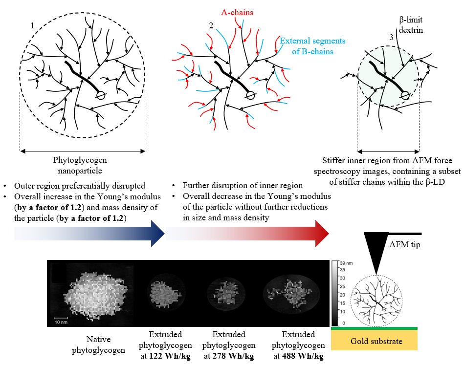 🧪🔬Happy to share our latest publication enhancing current knowledge about the internal architecture of #phytoglycogen and showing that an increased mechanical energy decreased stiffness of the nanoparticles without reductions in size. 
➡️cutt.ly/tVg3xro