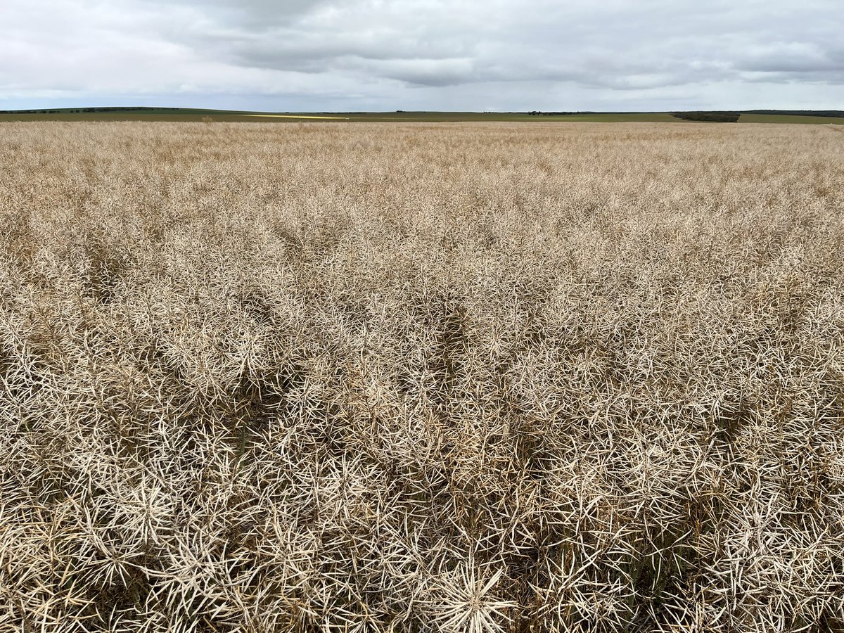 Chad Eva tweet media