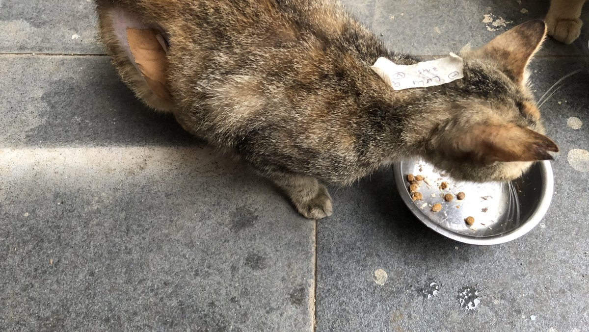 terimakasih banyak sudah mensponsori steril nya Lulu, dear kak <a href="/milotchalla/">milo dan tchalla</a>! 

semoga Milo Tchalla, owner dan Lulu sehat selalu ya ❤️🫶