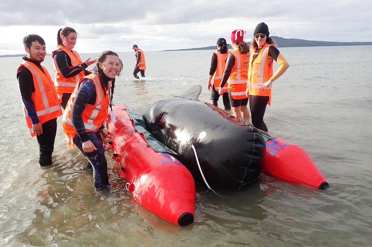 wednesday__d's tweet photo. Whaley great day learning how to help in a stranding event 💙 @ProjectJonah #MarineMammalMedic #WIMMS https://t.co/0ZmBLtbFVg
