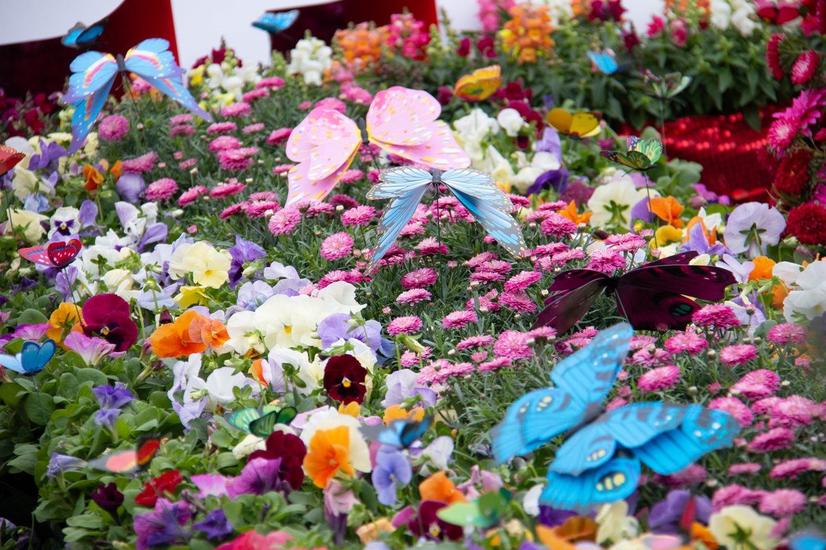 TAFEQld's tweet photo. What a weekend in Toowoomba! 1st Prize in the Commercial Category for our campus' horticulture gardens and 2nd Prize for the Corporate Category in the Floral Parade for our first ever float 🥇🥈💐
@CarnivalFlowers #ToowoombaCarnivalOfFlowers #TCOF https://t.co/NvWRg0gT3I