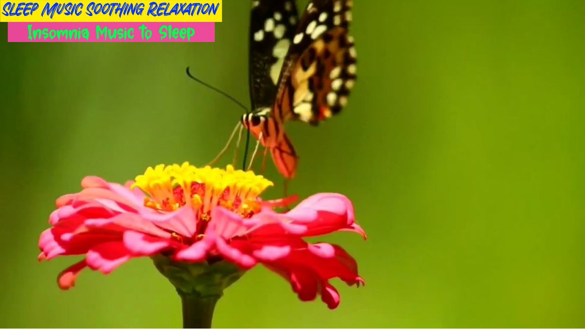 ThundersoundsS's tweet photo. #insomniamusictosleep #softpianomusic. Sleep music soothing relaxation - insomnia music to sleep, natural stress relief,  animals sleeping piano music sounds is more relaxing that can help you go to sleep in seconds. Click here: https://t.co/qxxraEcyxL https://t.co/uBxb3efM5j