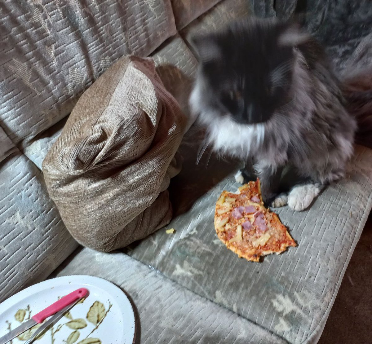 Guten Mooorgen 😺😻😻😻 
Papas Pizza war gestern gar nicht artig 🙀 Ich hab so lieb geschlafen und Papa hat den Teller aufs Sofa gestellt und sich was zu trinken geholt.. Und dann ist die Pizza einfach vom Teller gesprungen und lag da vor mir rum 🙀
😺😻😹😹😹