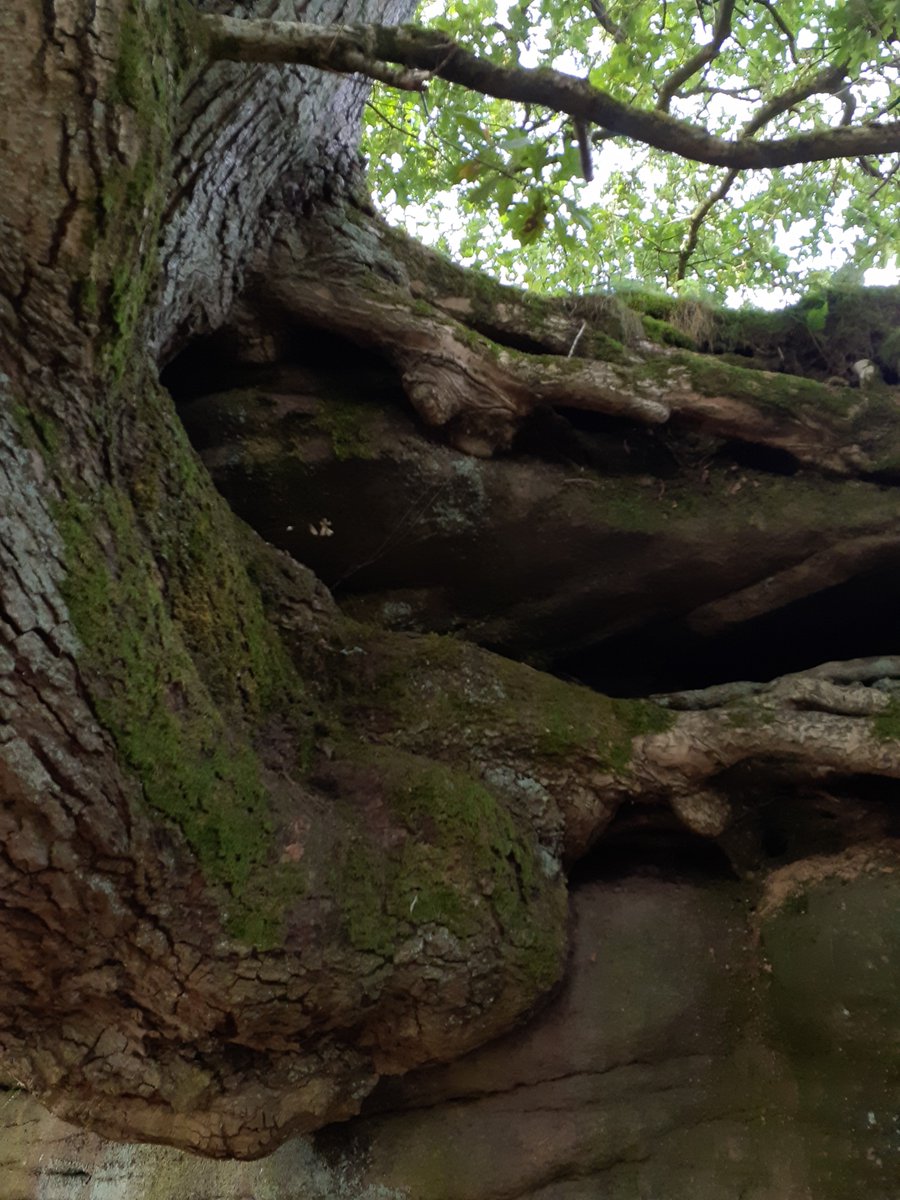 Growing in partnership with stone at Brimham Rocks, Yorkshire #thicktrunktuesday #trees #brimhamrocks