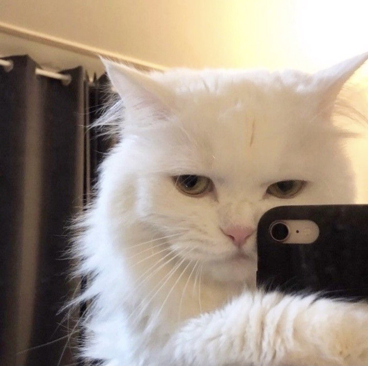 Kittenhwang tweet media