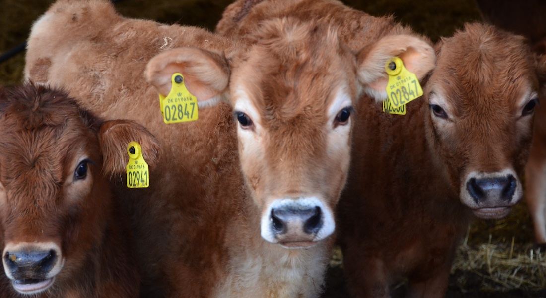 animalethicsnet's tweet photo. Are #veterinarians at risk of losing public trust if they condone killing newborn calves? Clare Palmer, @PeterSandoee, and Dan Weary comment on this dilemma in CVJ @CanVetMedAssoc
👉 https://t.co/DQ78PWIqQu
#VeterinaryEthics #AnimalWelfare #HumaneKilling https://t.co/66RqefW6lo