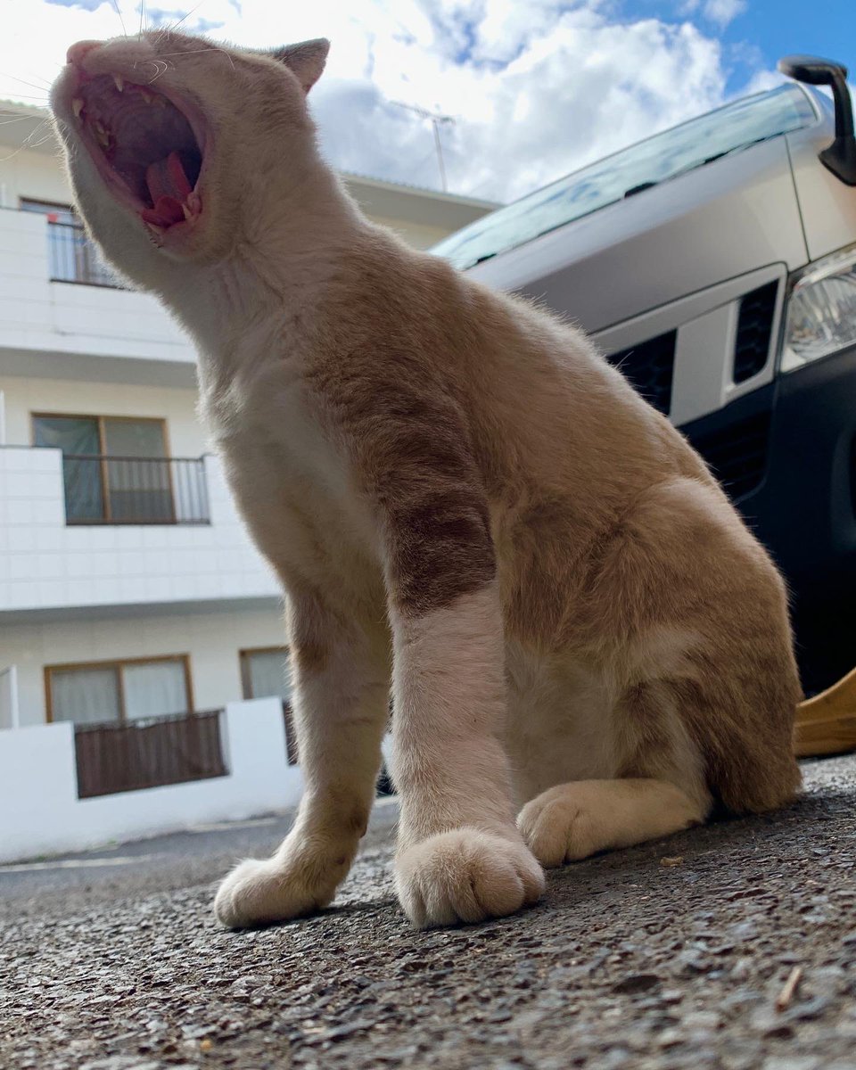 icdttto1224's tweet photo. 🐈今日のモドキ君😸

🐈‍⬛🐈🐈‍⬛🐈🐈‍⬛🐈🐈‍⬛🐈🐈‍⬛🐈
＃保護猫活動支援プロジェクト
＃CatHubProject
🐈‍⬛🐈🐈‍⬛🐈🐈‍⬛🐈🐈‍⬛🐈🐈‍⬛🐈

#尾道　#保護猫活動　#保護猫
#猫好き　#猫　#保護猫と暮らす
#猫好きと繋がりたい　#猫のいる暮らし https://t.co/2PjdzA4Gpj