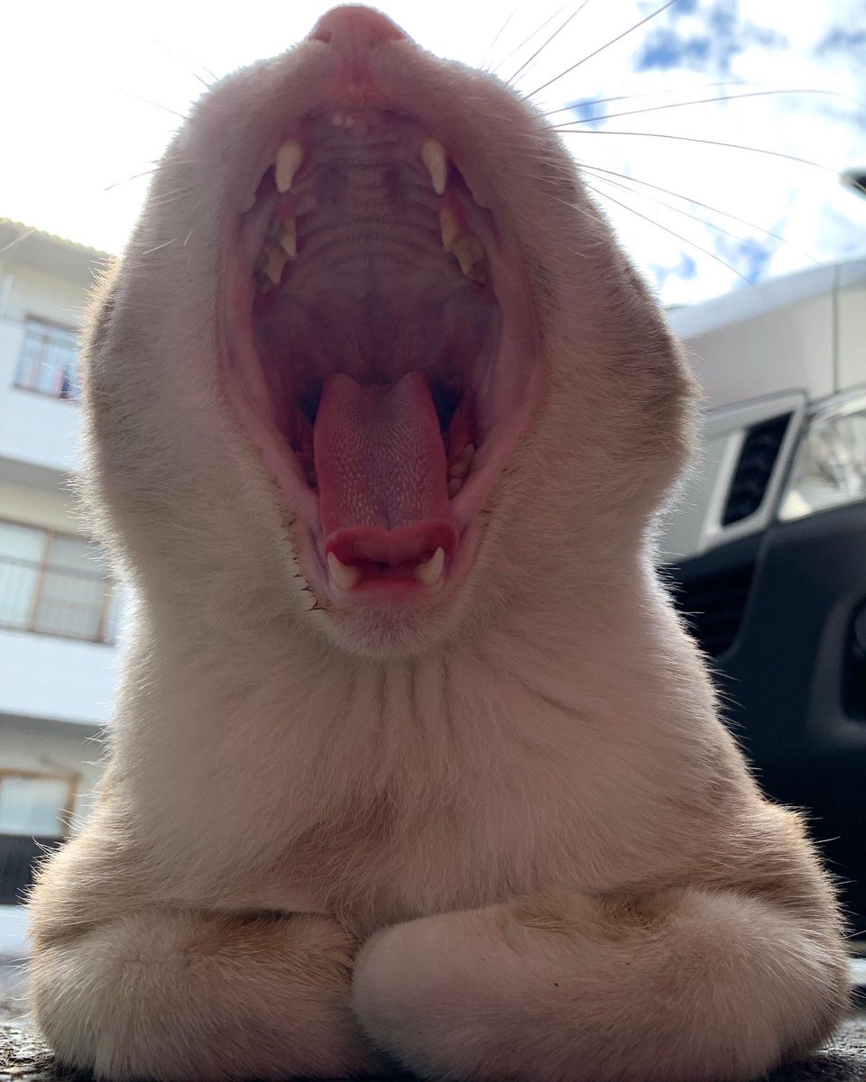 icdttto1224's tweet photo. 🐈今日のモドキ君😸

🐈‍⬛🐈🐈‍⬛🐈🐈‍⬛🐈🐈‍⬛🐈🐈‍⬛🐈
＃保護猫活動支援プロジェクト
＃CatHubProject
🐈‍⬛🐈🐈‍⬛🐈🐈‍⬛🐈🐈‍⬛🐈🐈‍⬛🐈

#尾道　#保護猫活動　#保護猫
#猫好き　#猫　#保護猫と暮らす
#猫好きと繋がりたい　#猫のいる暮らし https://t.co/2PjdzA4Gpj
