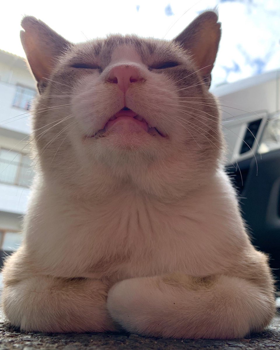 icdttto1224's tweet photo. 🐈今日のモドキ君😸

🐈‍⬛🐈🐈‍⬛🐈🐈‍⬛🐈🐈‍⬛🐈🐈‍⬛🐈
＃保護猫活動支援プロジェクト
＃CatHubProject
🐈‍⬛🐈🐈‍⬛🐈🐈‍⬛🐈🐈‍⬛🐈🐈‍⬛🐈

#尾道　#保護猫活動　#保護猫
#猫好き　#猫　#保護猫と暮らす
#猫好きと繋がりたい　#猫のいる暮らし https://t.co/2PjdzA4Gpj