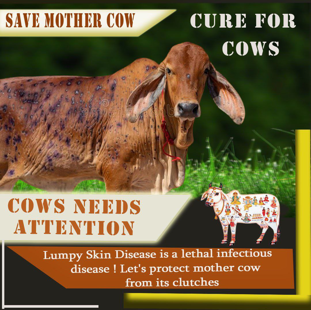 himanic87938942's tweet photo. The one who raised us from a small kid 
To a strong man is in Danger Now.
Now it's our time to raise our voice 
For the voiceless.
#GauMaataBachao #savecows https://t.co/A7lXF63l9J