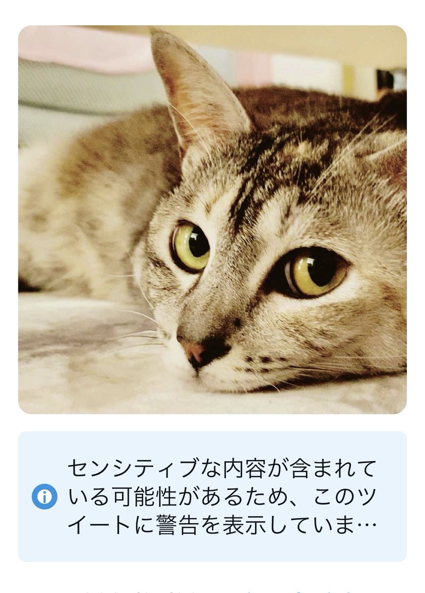 reopin46's tweet photo. センシティブな内容😎
とのことです☝️
ご注意下さい(=^・^=) https://t.co/g395wXfDjO
