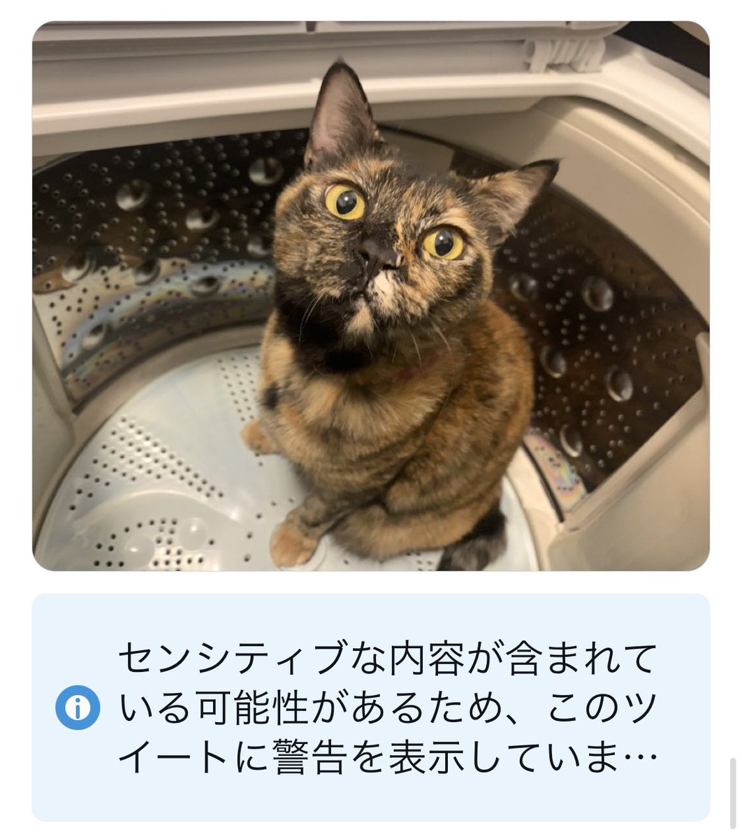 reopin46's tweet photo. センシティブな内容😎
とのことです☝️
ご注意下さい(=^・^=) https://t.co/g395wXfDjO