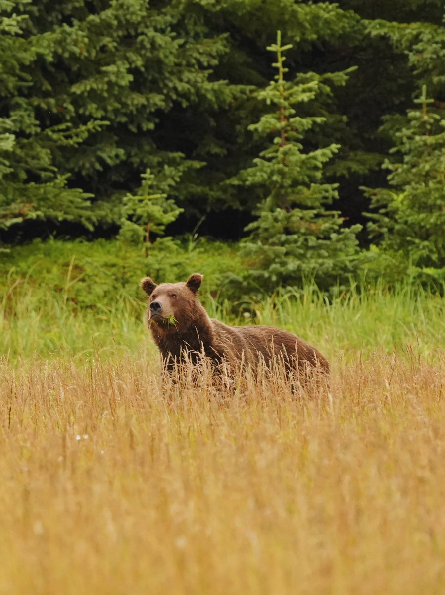 alinagonchara's tweet photo. Brown Bear | Lake Clark National Park | Alaska 

Took a lot more effort that I expected to catch this one. #wildlifephotography https://t.co/f9FFn0oa7B